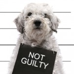 Dog with Not Guilty sign | GDPR - your Website and Marketing Checklist