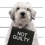 Dog with Not Guilty sign around his neck
