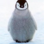 A fluffy penguin